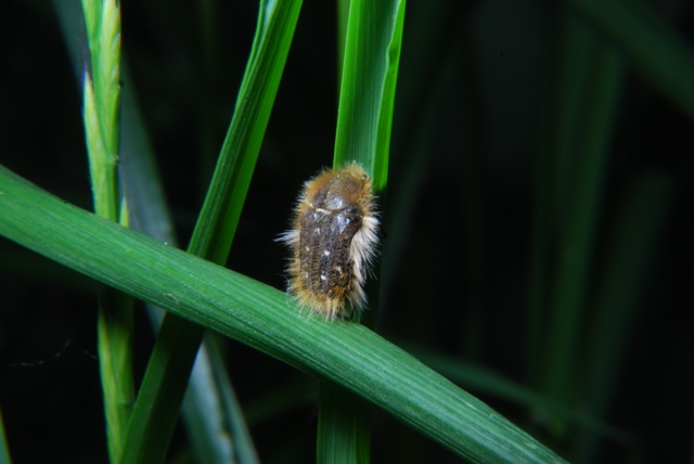Sconosciuto: Tropinota hirta